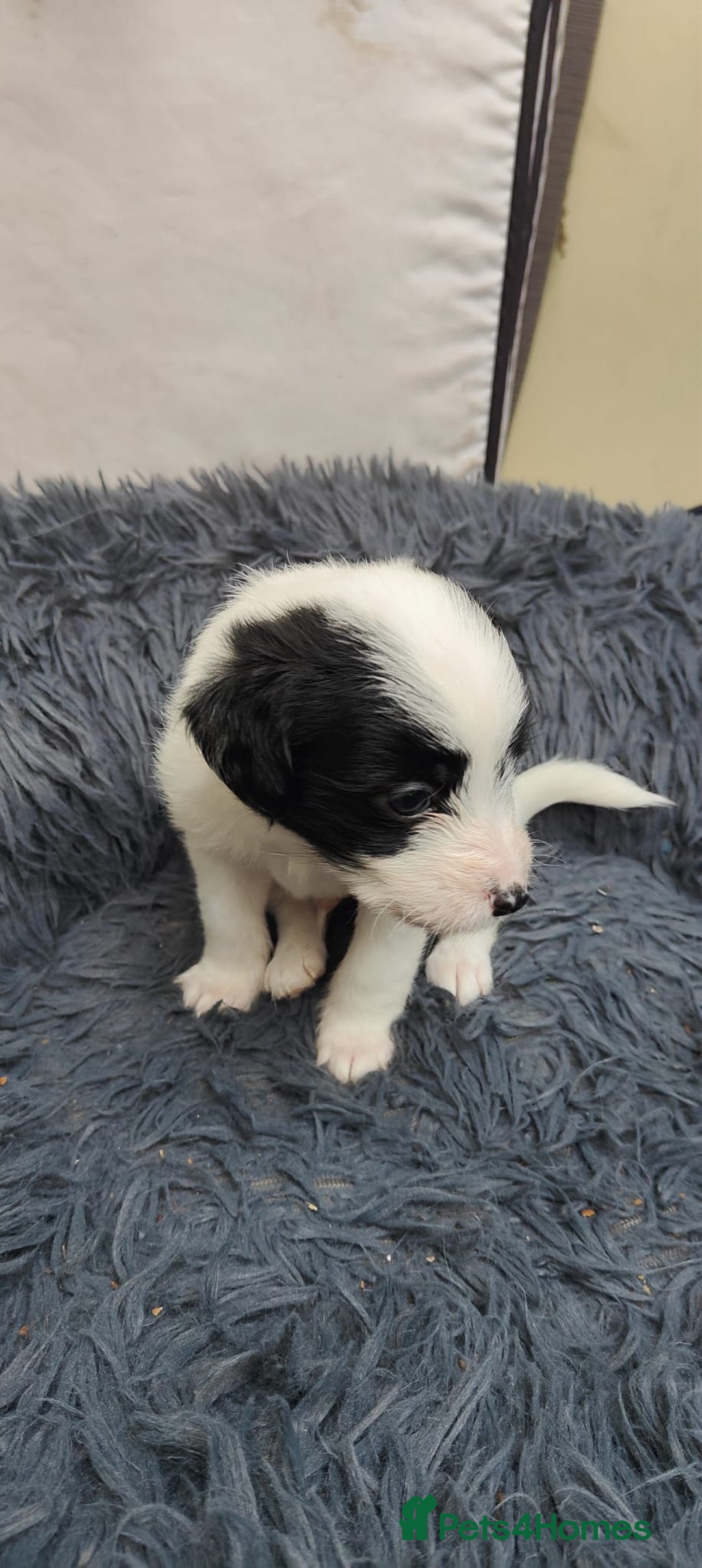 Mixed Breed dogs for sale: Lowchen (non Shedding like Poodle ) x Patterdale  - Advert 5