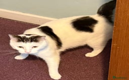 Domestic Shorthair cats for sale: Star Domestic Shorthair - Image 5