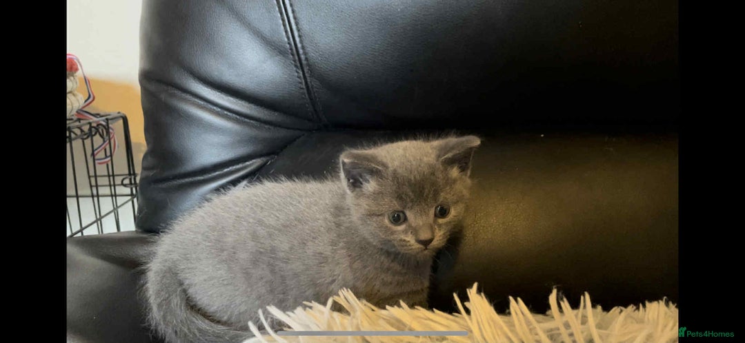 British Shorthair cats for sale: BSH kittens mixed - Image 2