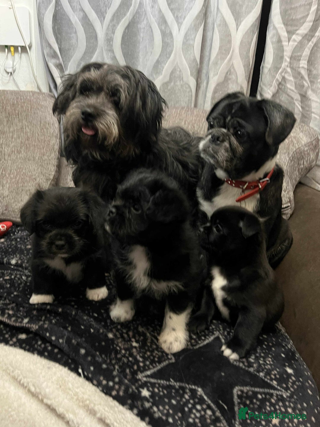 Mixed Breed dogs for sale: Pug cross shitzhu female puppies - Advert 13