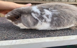 Mini Lop rabbits for sale: Mini lops  - Image 3