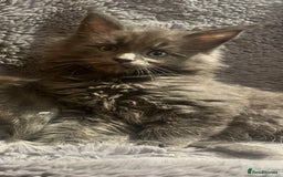Maine Coon cats for sale: STUNNING MAINE COON KITTENS BLUE SMOKE (tica reg ) - Image 11