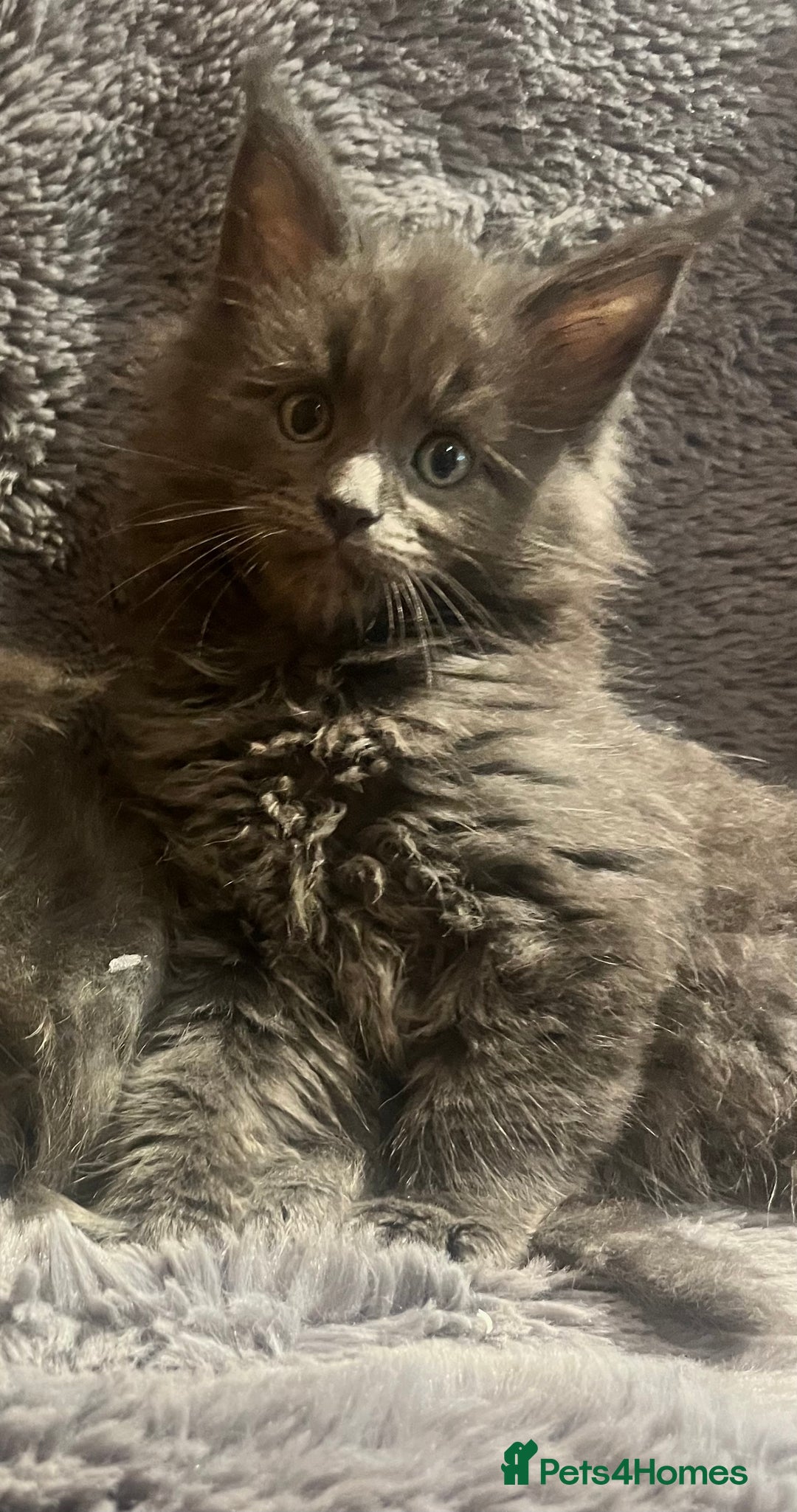 Maine Coon cats for sale: STUNNING MAINE COON KITTENS BLUE SMOKE (tica reg ) - Image 11
