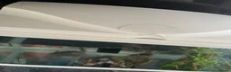 Axolotl reptiles for sale: Axolotl + Complete Setup For Sale (9 Months Old) - Advert 4