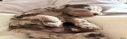 Cockapoo dogs for sale: Cockapoo experience from birth to home 12.5.26 🥰 - Advert 12