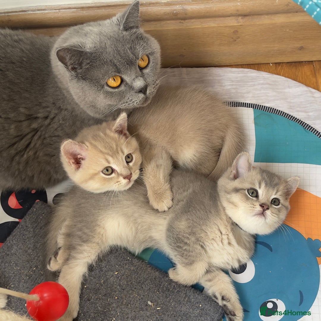 British Shorthair cats for sale: GCCF British Shorthair Kittens– Champion Lines - Image 14