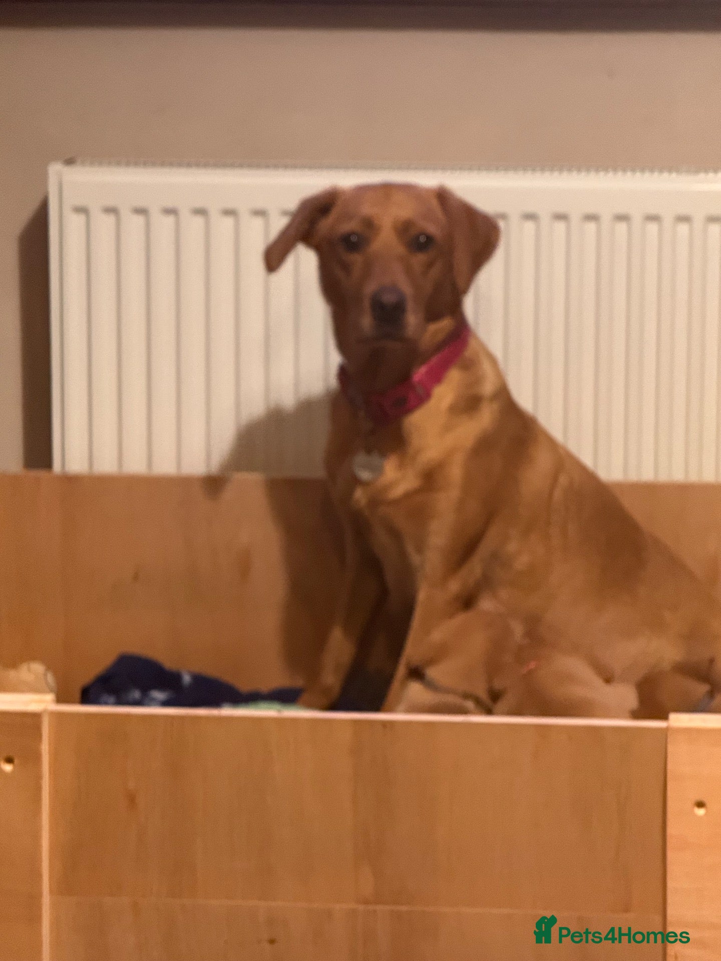 Labrador Retriever dogs Fox red labradors - Advert 4