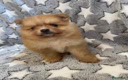 Pomeranian dogs for sale: Beautiful pomeranian Puppies - Image 17
