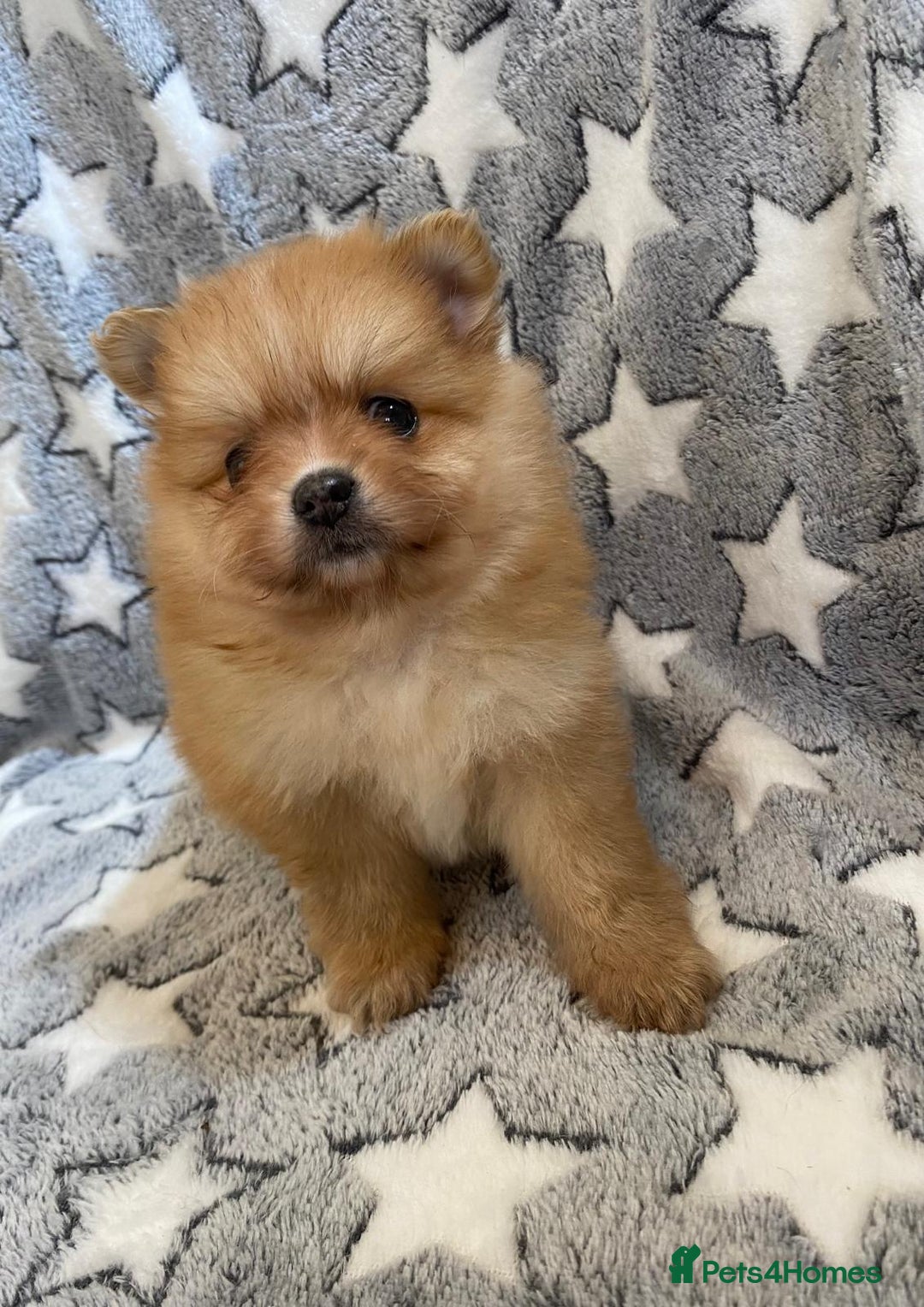 Pomeranian dogs for sale: Beautiful pomeranian Puppies - Image 17