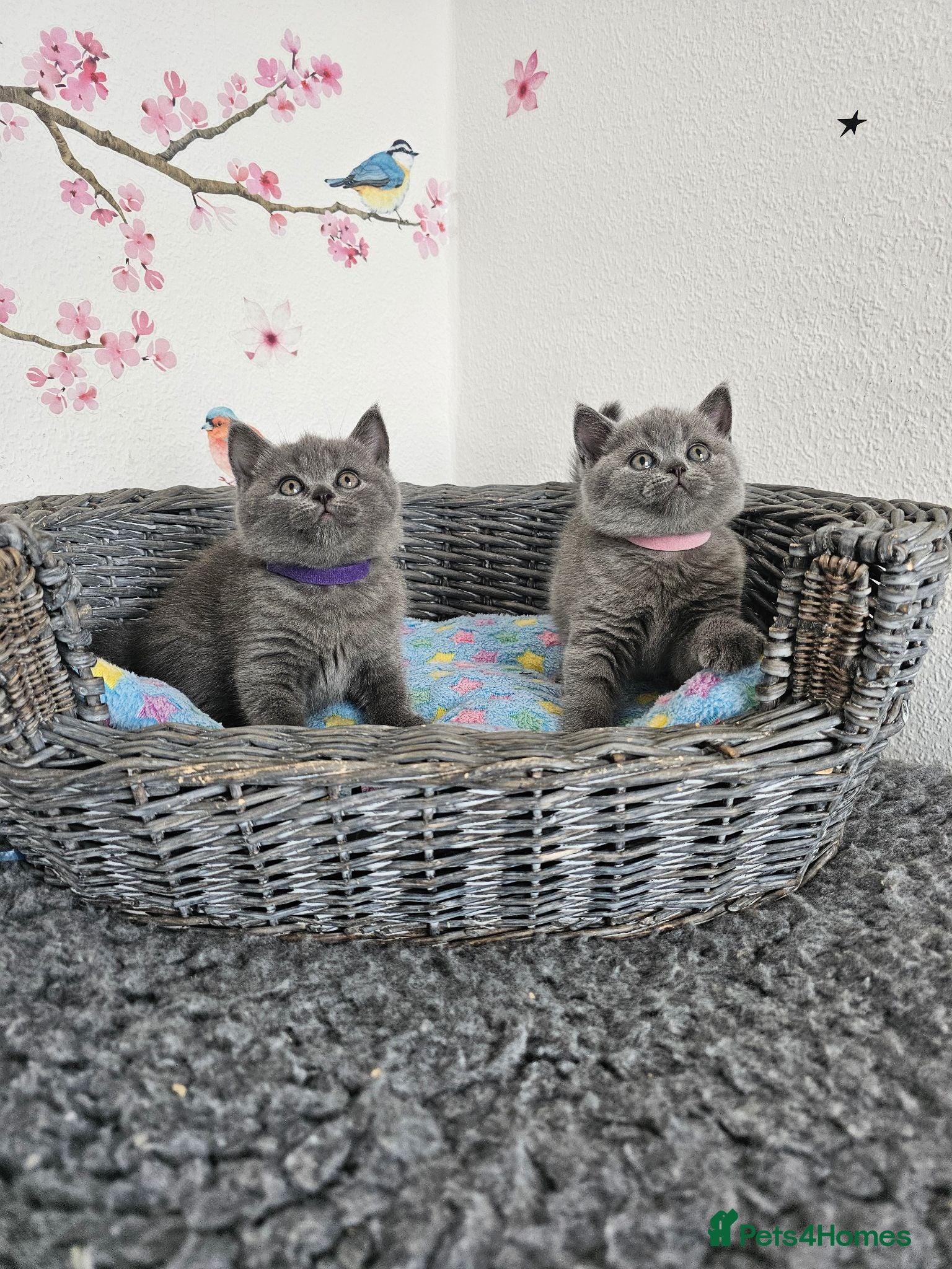 British Shorthair cats British Shorthair Kittens - Advert 14