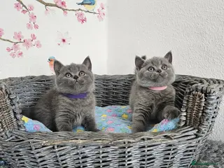 British Shorthair cats British Shorthair Kittens - Advert 14