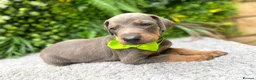 Dobermann dogs for sale: *KC REGISTERED* HEALTH TESTED DOBERMAN PUPPIES* - Advert 38