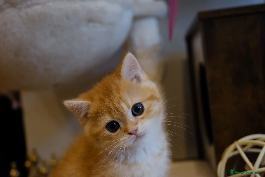 British Shorthair cats for sale: Gorgeous BSH GOLDEN BOYS TICA reg - Advert 2