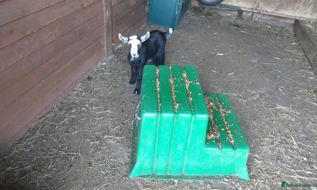 Goats livestock for sale: Pygmy goat kids pair (debudded) for sale  - Advert 2