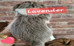 Shih Tzu dogs for sale: KC IMPERIAL SHISH TZU - Image 3