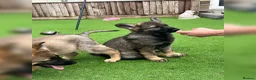 German Shepherd dogs for sale: KC Reg full health tested gorgeous pups ❤️ - Advert 23