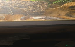 Corn Snake reptiles for sale: 5ft corn snake and viv - Advert 6