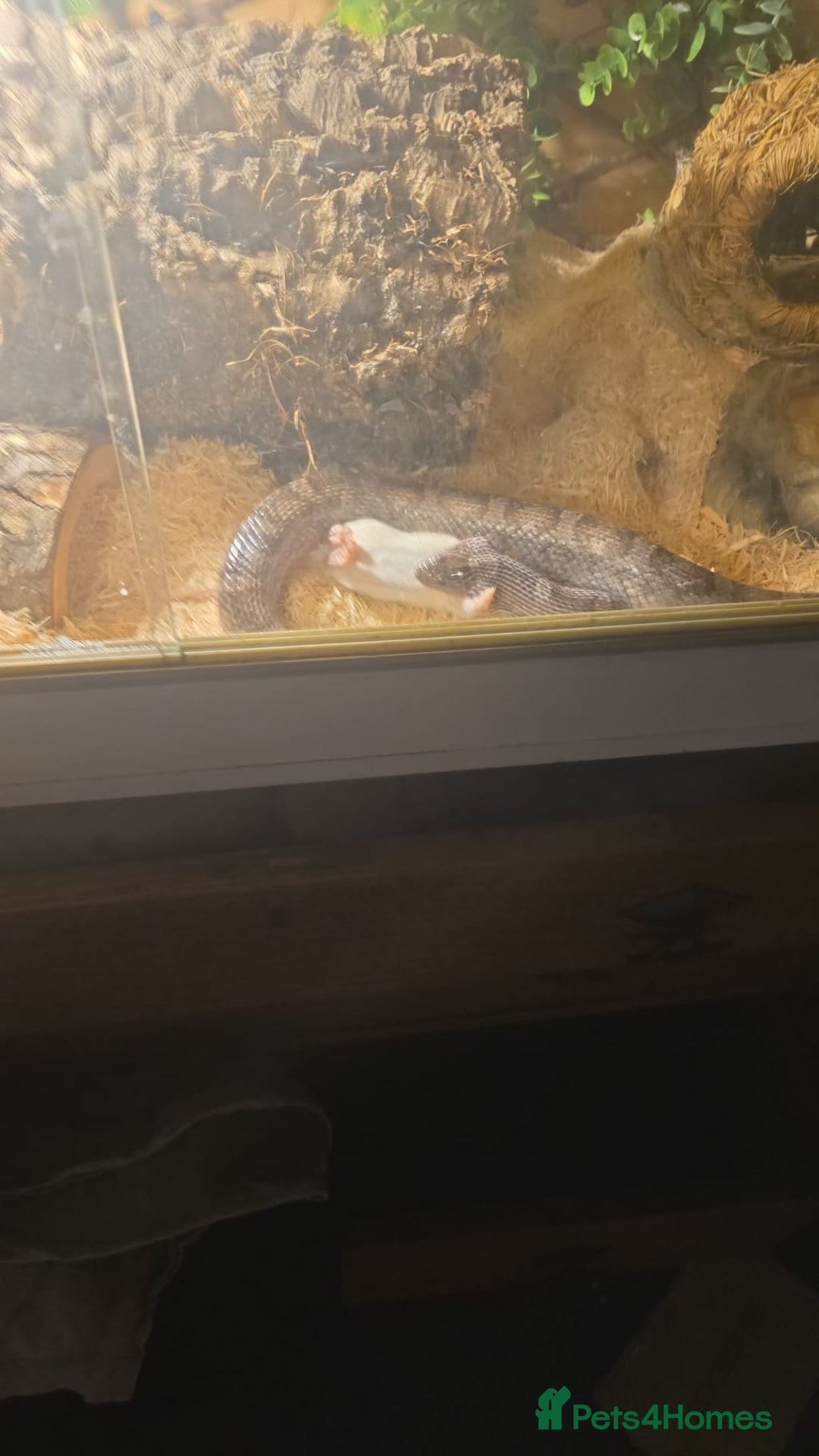 Corn Snake reptiles for sale: 5ft corn snake and viv - Advert 6