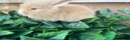 Mini Lion Lop rabbits for sale: Gorgeous Mini lion lops  - Advert 8