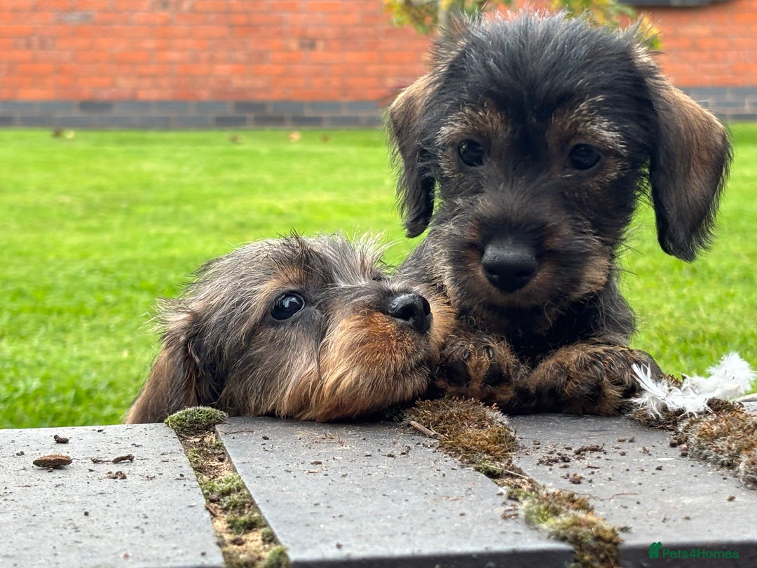 Miniature Dachshund dogs for sale: Wire Haired KC Miniature Dachshund  - Image 7