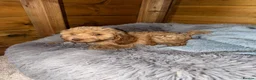 Cockapoo dogs for sale: Ready now we have fox red and apricot cockapoos F1 in Stourport-on-Severn - Advert 7