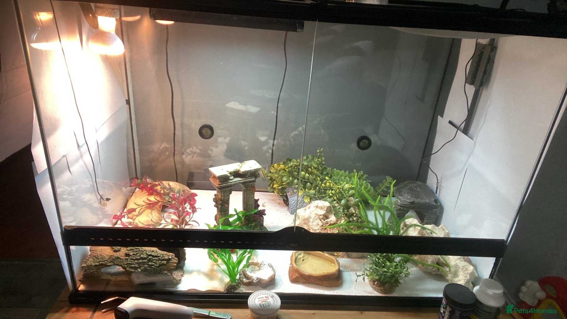 Leopard Gecko reptiles 120 gallon exo terror tank leopard gecko - Advert 3