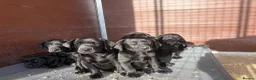 Labrador Retriever dogs for sale: Hereditary clear puppies, absolute beautiful   in Newport - Advert 7