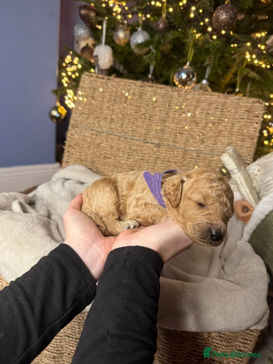 Mixed Breed dogs for sale: Stunning Irish Cockapoodledo's........ - Advert 23