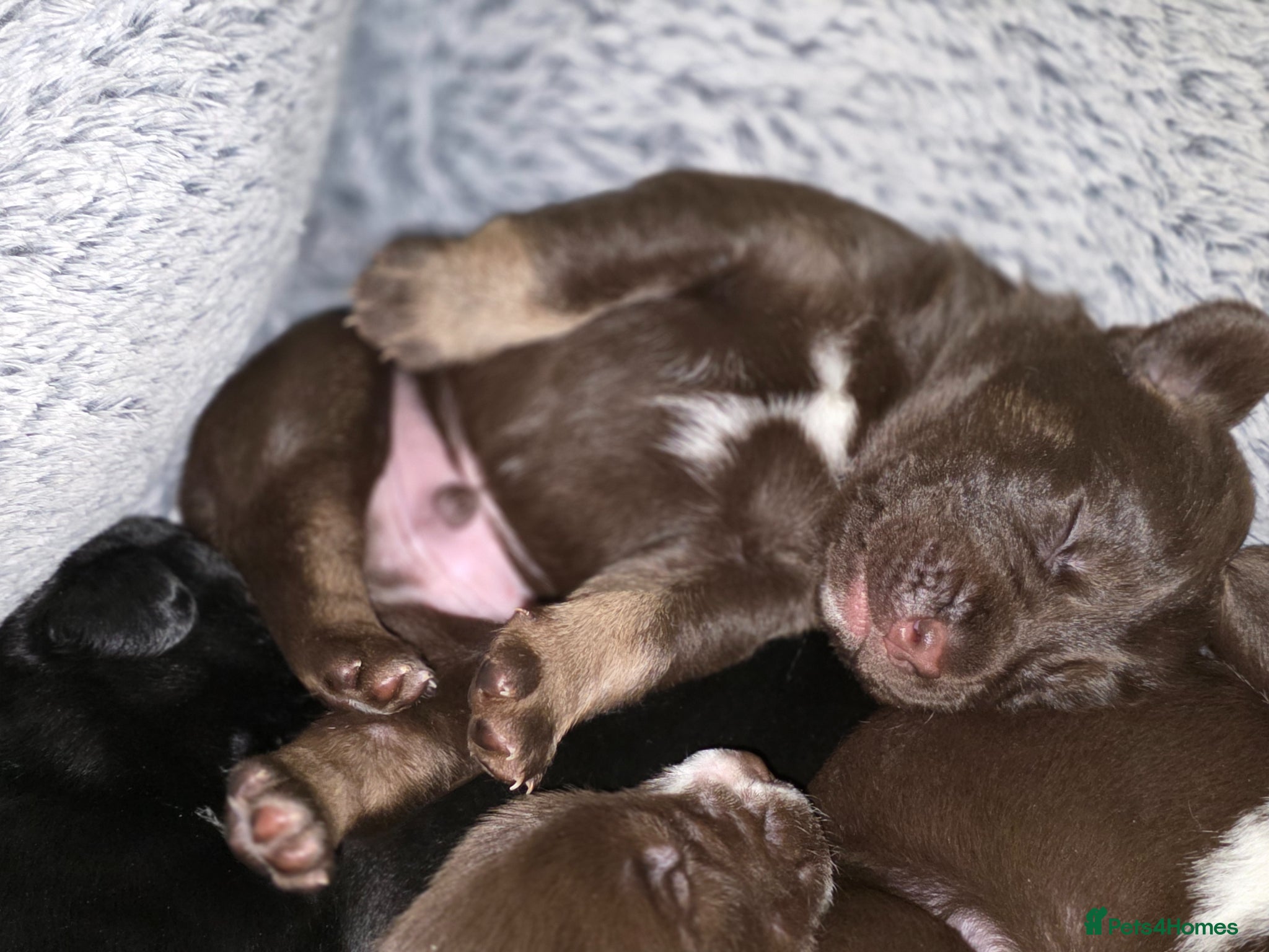Mixed Breed dogs Husky cross cocker spaniel pups - Advert 4