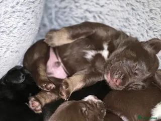 Mixed Breed dogs Husky cross cocker spaniel pups - Advert 4