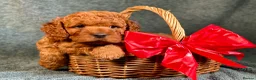 Cavapoo dogs for sale: F1B Cavapoo exquisite heath test boutique breeder  - Advert 11