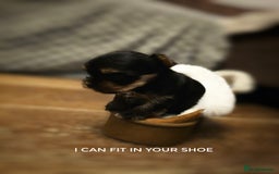 Yorkshire Terrier dogs for sale: Mini Yorkshier Terrier - Advert 2