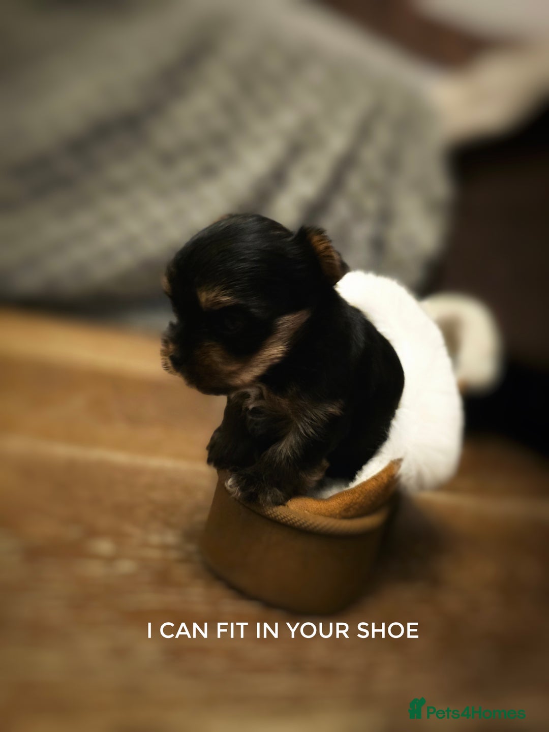 Yorkshire Terrier dogs for sale: Mini Yorkshier Terrier - Advert 2