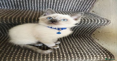 Ragdoll cats - Advert 9