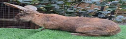 Continental Giant rabbits for sale: PURE HEALTHY Continental Giants PROVEN FOR STUD🐰  - Advert 10