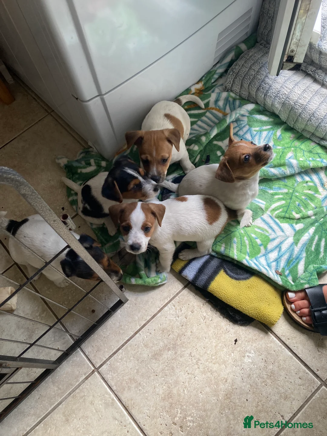 Jack Russell dogs for stud: Ronnie the jack russell for stud only.  in Stone - Advert 13