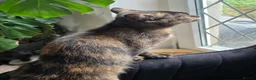 British Shorthair cats for sale: Beautiful Mixed BSH Kittens - Advert 9