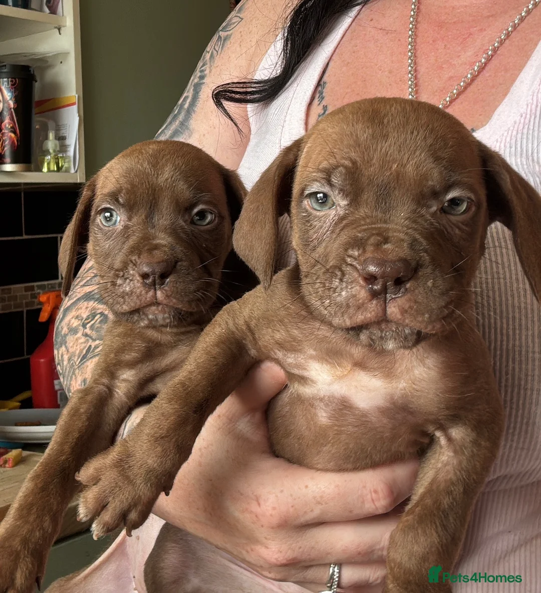 Mixed Breed dogs for sale: Dogue de Bordeaux x cane corso  - Advert 2