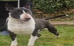 Bull Terrier dogs for sale: English bull terrier puppies  - Image 9