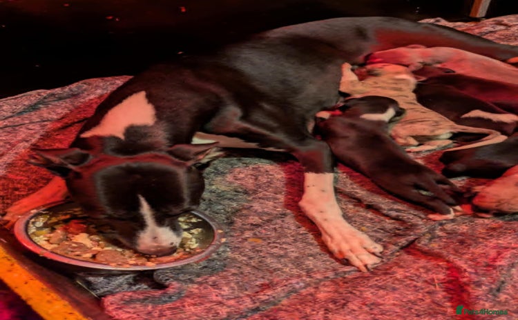 Whippet dogs - Advert 1
