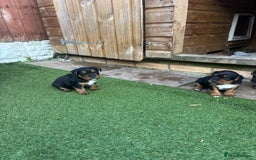 Patterdale Terrier dogs for sale: ❤️❤️Rosie & bobs litter ❤️❤️ - Image 12