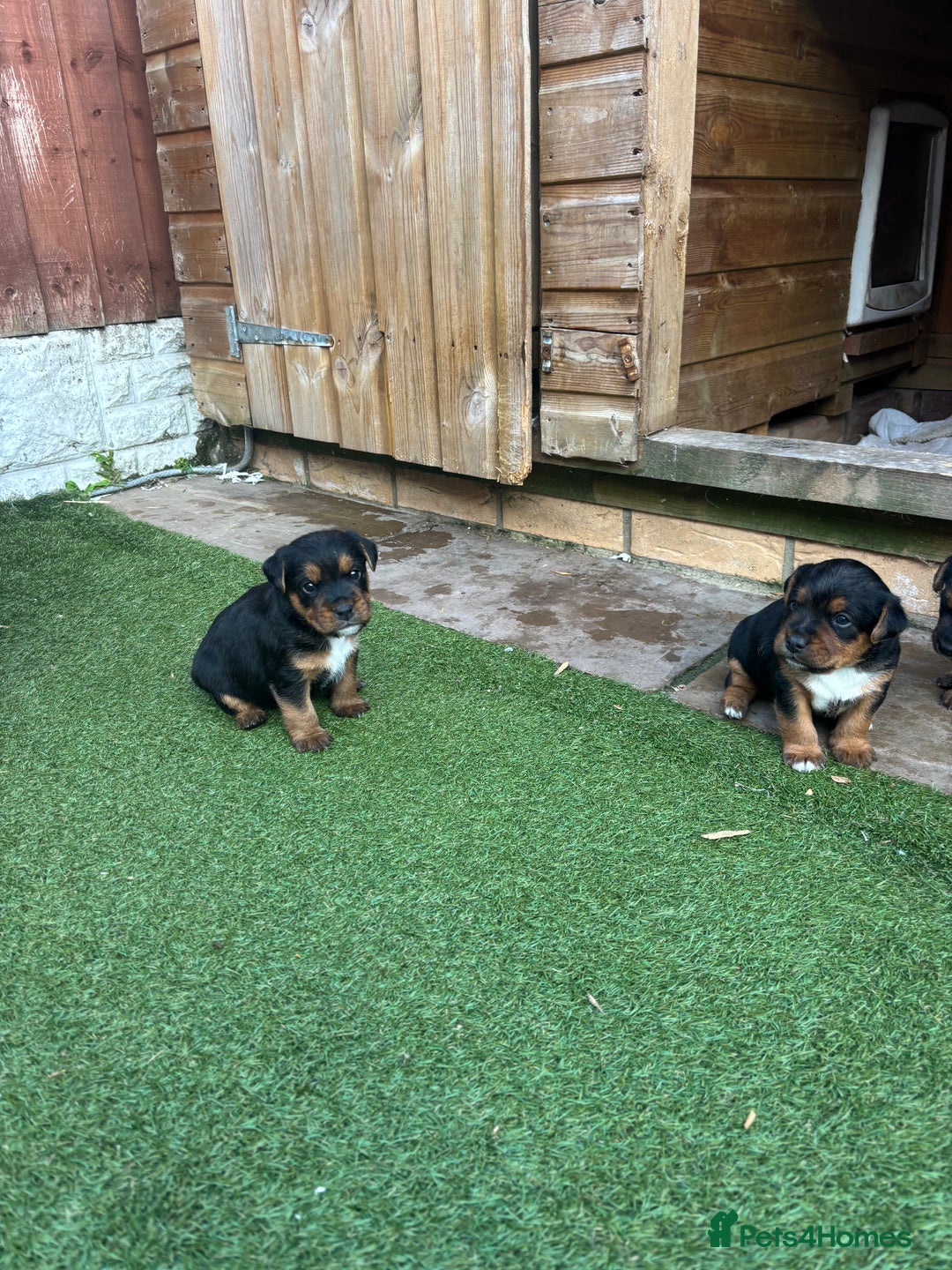 Patterdale Terrier dogs for sale: ❤️❤️Rosie & bobs litter ❤️❤️ - Image 12