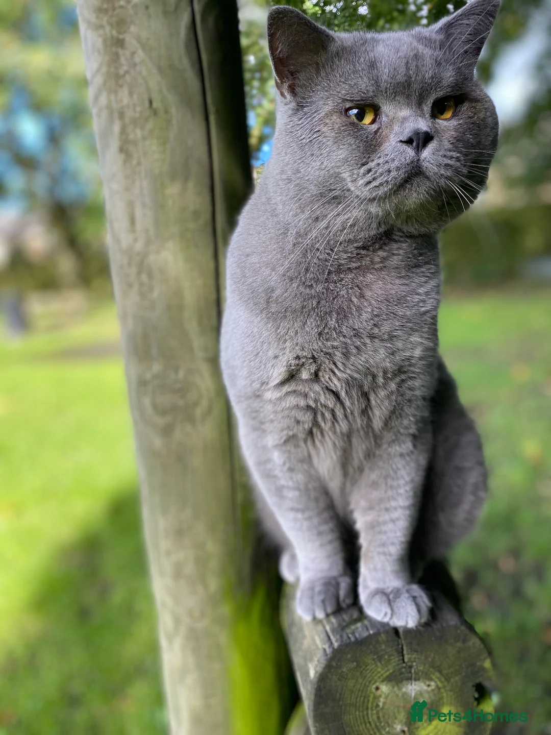 British Shorthair cats for stud: Meet Leo, Active Registered GCCF BHS Stud in Clitheroe - Advert 17