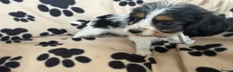 Mixed Breed dogs for sale: Beautiful Jackaliers - Advert 4