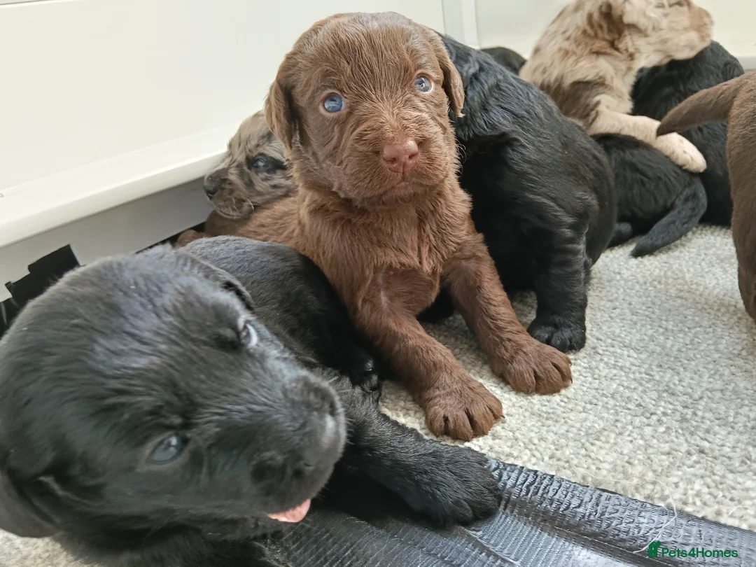 Labradoodle dogs for sale: Miniature Labradoodle Puppies  in Dover - Advert 2