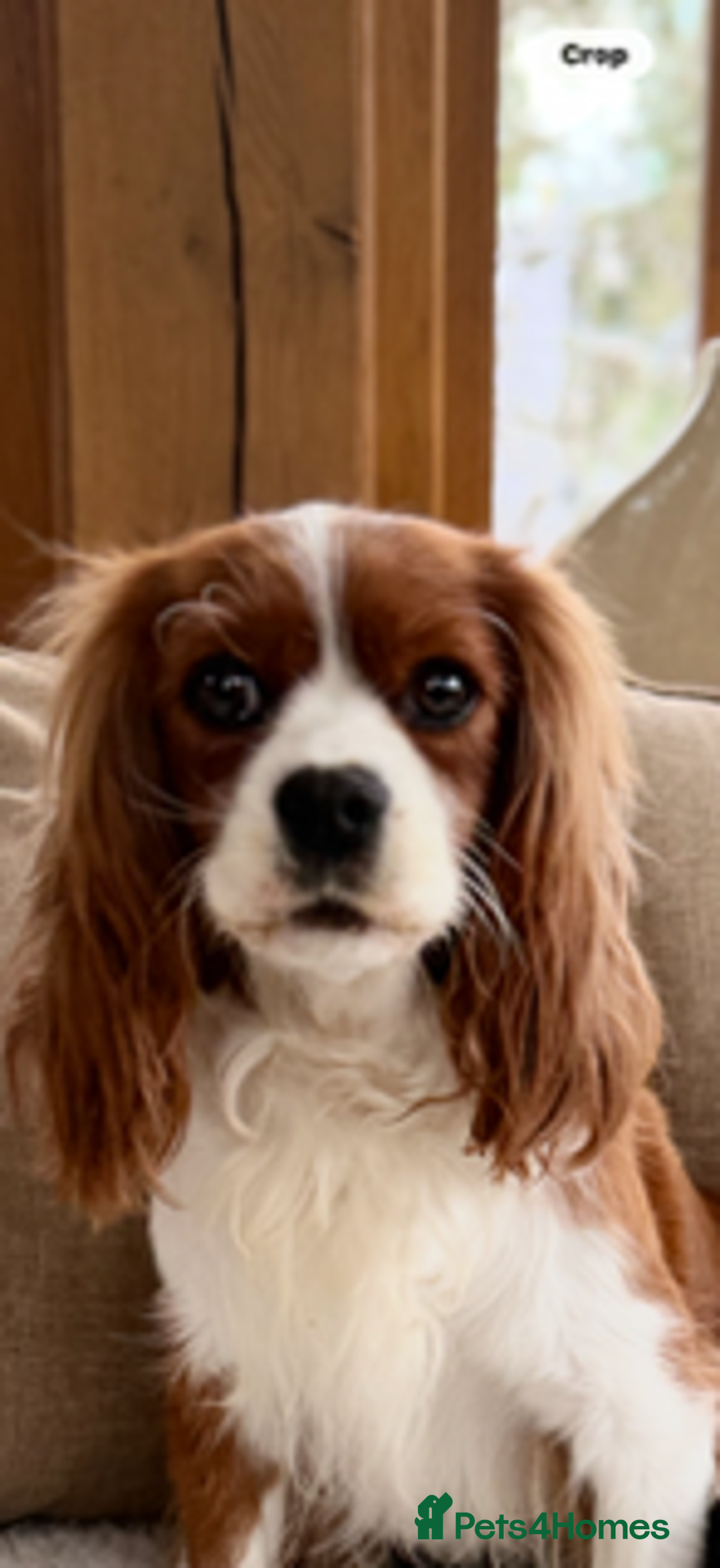 Cavalier King Charles Spaniel dogs for sale: Retiring Cavalier King Charles - Advert 3