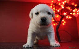 Labrador Retriever dogs for sale: KC, Champion Pedigree ,Extensively Health Tested - Image 8