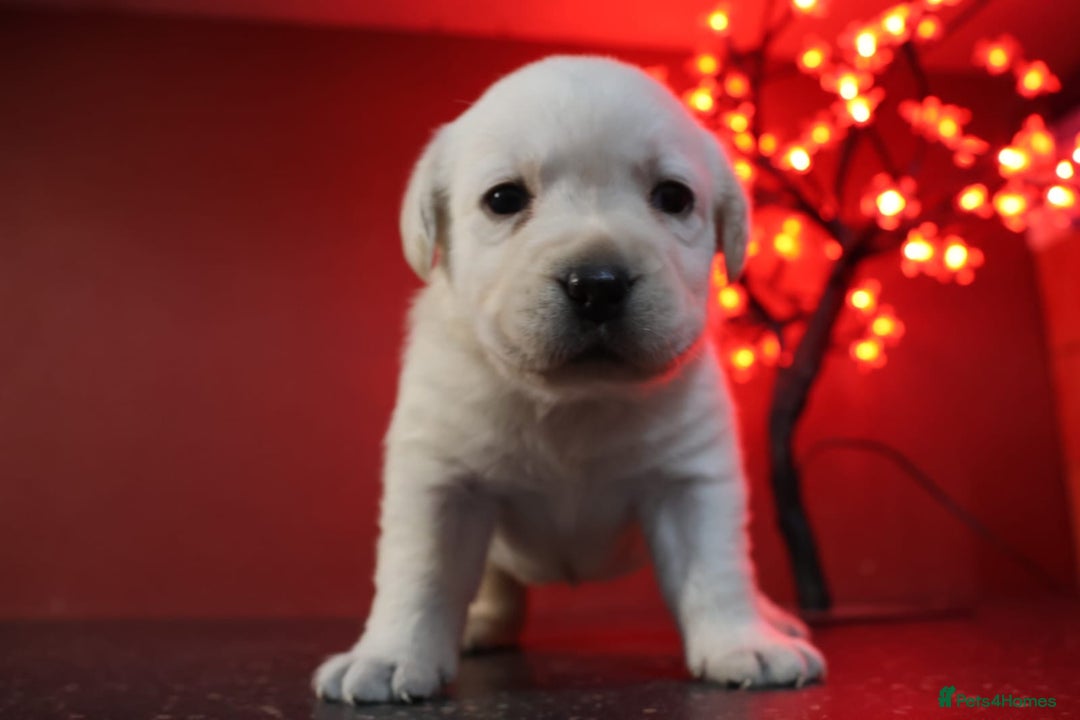 Labrador Retriever dogs for sale: KC, Champion Pedigree ,Extensively Health Tested - Image 8