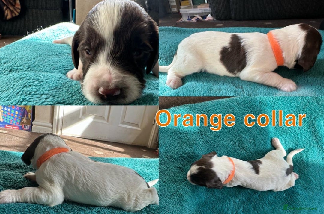 Sprocker dogs for sale: Sprocker for sale - Image 4