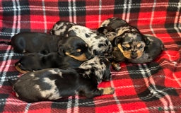 Dachshund dogs for sale: Pedigree Dachshund puppies PRA clear health tested - Image 8